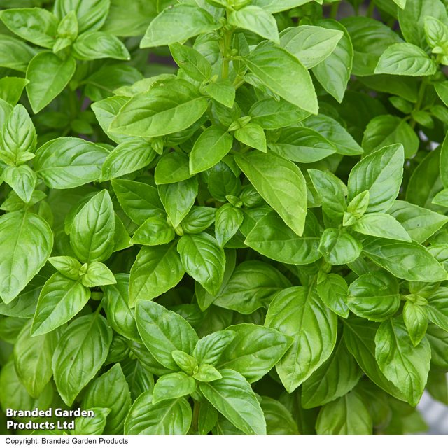 SUTTONS Suttons Basil Everleaf Emerald Towers Seeds