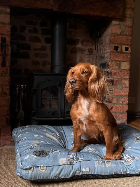 Snug & Cosy Snug & Cosy Farmyard Dog Lounger Blue