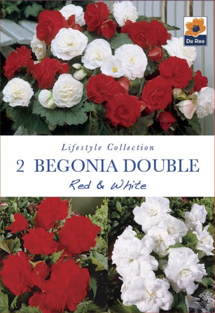 De Ree Begonia Double Red & White Bulbs