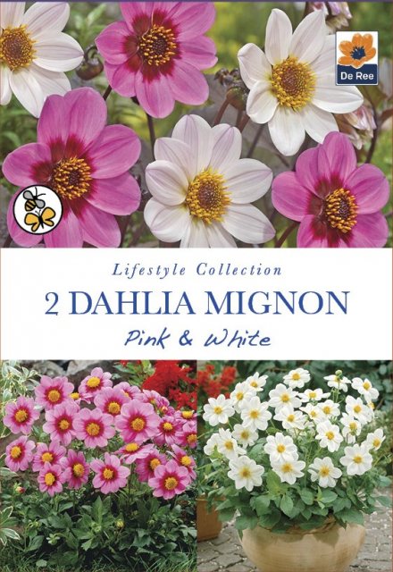 De Ree Dahlia Mignon Pink & White Bulbs