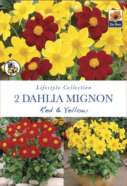 De Ree Dahlia Mignon Red & Yellow Bulbs