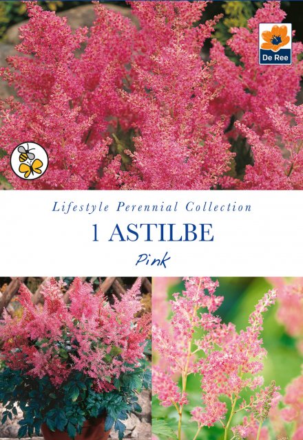 De Ree Astilbe Pink Bulbs