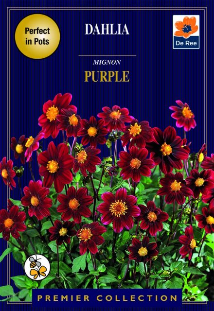 De Ree Dahlia Mignon Purple Bulbs