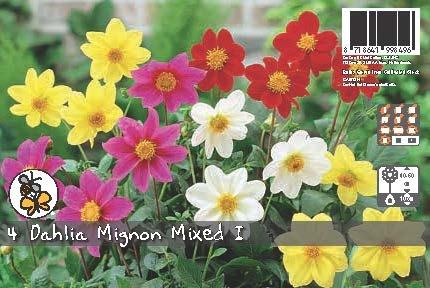 De Ree Dahlia Mignon Mixed Bulbs