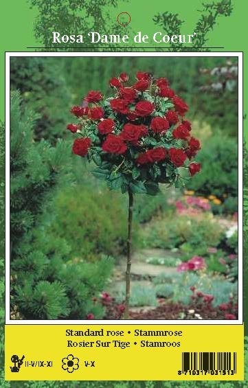 De Ree Rose Tree Dame De Cour Red