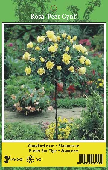 De Ree Rose Tree Peer Gynt Yellow