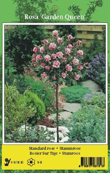 De Ree Rose Tree Garden Queen Pink