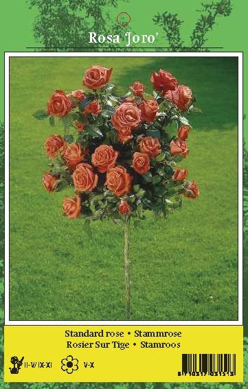 De Ree Rose Tree Joro Orange