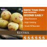 POTATO SEED KESTREL 2KG