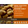 POTATO SEED SAXON 2KG