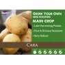 POTATO SEED CARA 2KG