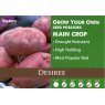 POTATO SEED DESIREE 2KG