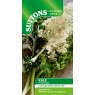 *SEED KALE FROST BYTE F1