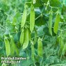 *SEED PEA MANGETOUT SNOW MAX