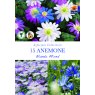 ANEMONE BLANDA MIXED BULB