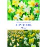 DAFFODIL MIXED BULB LIFESTYLE