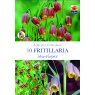 FRITILLARIA UVA VULPIS BULB