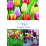 TULIP TRIUMPH MIXED BULB