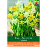 DAFFODIL DWARF BOTANICAL BULB