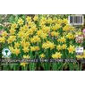 DAFFODIL DWARF TETE A TETE BULB