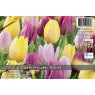 TULIP TUTTI FRUTTI BLEND BULB