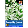 SEED GYPSOPHILIA ELEGANS WHT