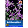 SEED NIGHT SCENTED STOCK