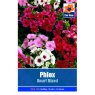 SEED PHLOX DWARF MIXED