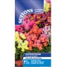 SEED ANTIRRHINUM CRACKLE & POP