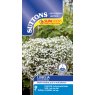 *SEED LOBELIA S/COAT CASCADE WHT