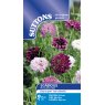 SEED SCABIOUS PINCUSHION MIX