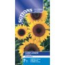 SEED SUNFLOWER FULL SUN F1