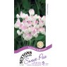 *SEED SWEET PEA LAVENDER B/MAID