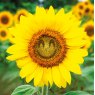 CARD SUNFLOWER SMILE CUBE Q28