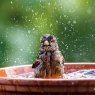 CARD BATHING HOUSE SPARROW RSPCA