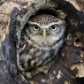 *CARD LITTLE OWL RSPCA