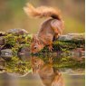 *CARD SQUIRREL REFLECTION RSPCA