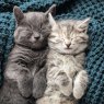 CARD KITTENS SLEEPING RSPCA