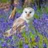 CARD BARN OWL RSPCA