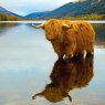 CARD HIGHLAND COW RSPCA