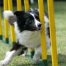 CARD BORDER COLLIE RSPCA