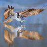 CARD AN OSPREY RSPCA