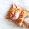 *CARD SLEEPY GINGER KITTEN RSPCA