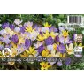 CROCUS COLOURFUL MIX BULB