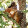 CARD SNUGGLING SQUIRRELS