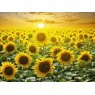 CARD SUNFLOWER FIELD PICTURE THIS