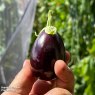 SEED AUBERGINE BABY BLK JACK F1