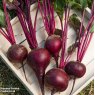 SEED BEETROOT RED SHINE F1