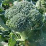 SEED BROCCOLI BENEFORTE F1