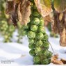 SEED BRUSSEL SPROUT LONG IRELAND